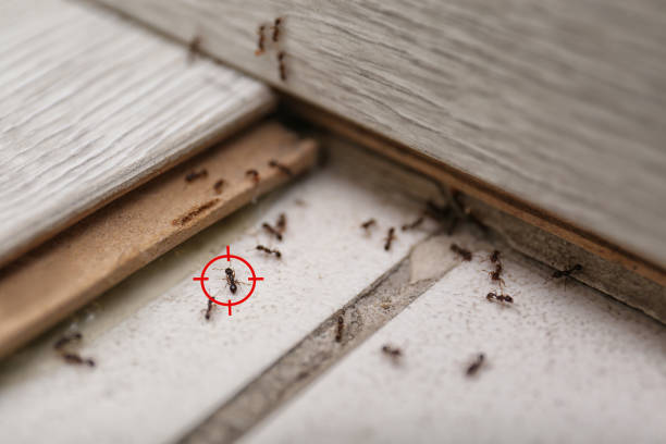 Best Termite Control Services  in Washington Park, IL